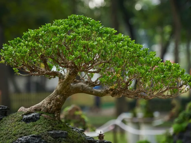 The Bonzai Collection at Kew Gardens