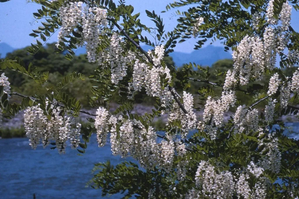 Arboretume at Kew Gardens