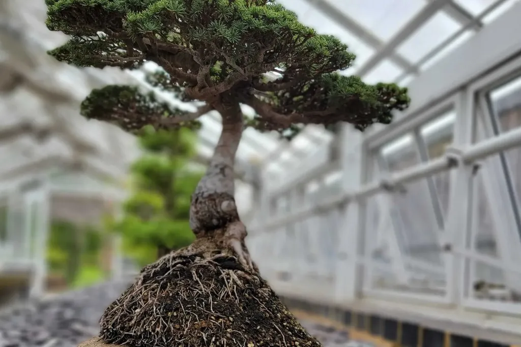Bonsai Collection at Kew Gardens